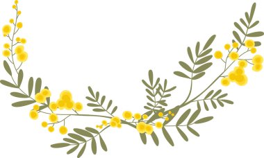 Yuvarlak çiçek kümeleri ve eğreltiotu yaprağı ile bir köşede kıvrımlı Mimosa dalı, temiz bir çizgi çalışması. Baharın, sevincin, kutlamanın ve tebrik kartı zarafetinin sembolü. Çizgi film vektör illüstrasyonu.