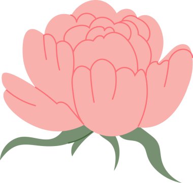 Katmanlı taç yaprağı ve kıvrımlı fok balığı desenli, kalın hatlı ve temiz şekilli şakayık çiçekleri. Romantizmin, zarafetin, düğünün ve güzelliğin sembolü. Çizgi film vektör illüstrasyonu.