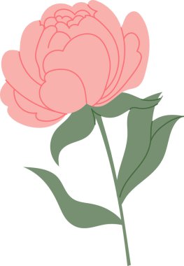 Katmanlı taç yaprağı ve kalın çizgilerle süslenmiş şakayık çiçekleri. Romantizmin, lüksün, düğün çiçeklerinin ve bahar çiçeklerinin sembolü. Çizgi film vektör illüstrasyonu.