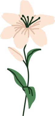 Zambak sapı açık çiçek, tomurcuk ve yaprakları temiz çizgi film şeridi, kalın şekiller, ve düz kıvrımlar. Saflık, romantizm, sempati ve düğün için zarafetin sembolü. Çizgi film vektör illüstrasyonu.