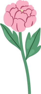 Katmanlı taç yaprakları ve temiz karikatür gölgesinde iki yapraklı uzun bir sapta şakayık çiçeği. Romantizmin, güzelliğin ve bahar gelişiminin sembolü. Çizgi film vektör illüstrasyonu.