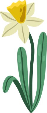 Trompet ve uzun yapraklı nergis çiçeği, temiz şekiller ve düz çizgiler. Baharın, yenilenmenin, umudun ve kutlama, düğün ve bahçıvanlık temalarının sembolü. Çizgi film vektör illüstrasyonu.