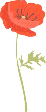 Narin taç yaprağı, kıvrımlı gövdesi ve temiz çizgi film tarzında seyrek yaprağı olan haşhaş çiçeği. Doğa temaları ve anıt kavramları için hatırlama, güzellik ve sükunetin sembolü. Çizgi film vektör illüstrasyonu.