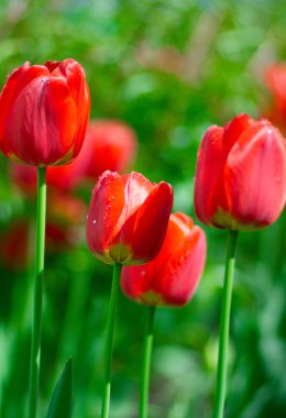 Taze bahar lale çiçekleri su ile damla bahçede 