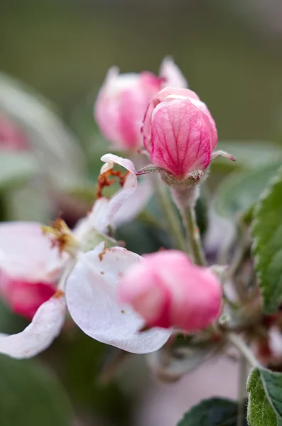 애플의 꽃 — 스톡 사진