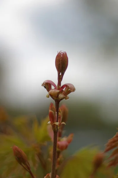 Göz atın. Bahar aftergrowing — Stok fotoğraf