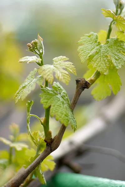 Germe de Vitis vinifera, vigne. Nouvelles feuilles poussant à th — Photo