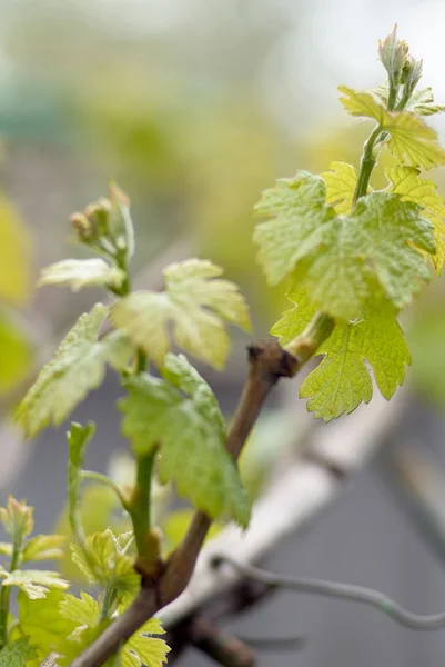Germe de Vitis vinifera, vigne. Nouvelles feuilles poussant à th — Photo