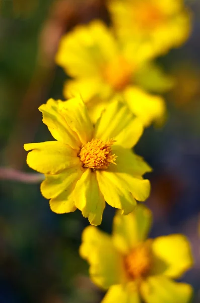 아름 다운 노란색 합성 꽃 배경 — 스톡 사진