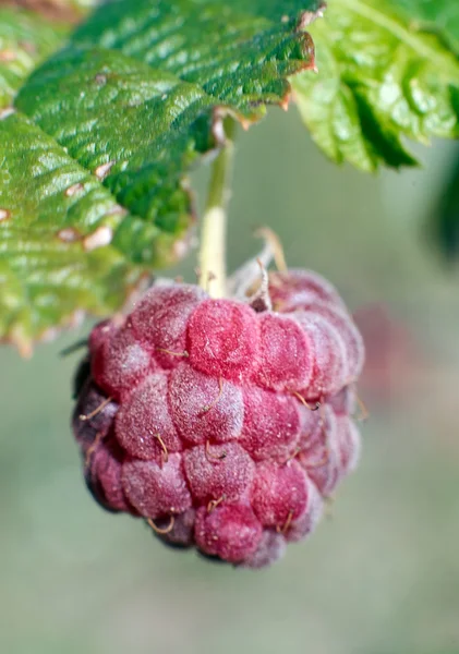 Frische saftige Himbeeren am Ast auf grünem Naturhintergrund — Stockfoto