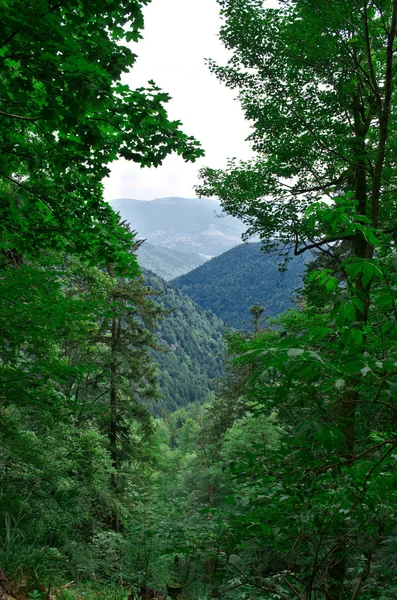 Vidéki utat, hegyek, fák, az gyönyörű zöld erdő között — Stock Fotó