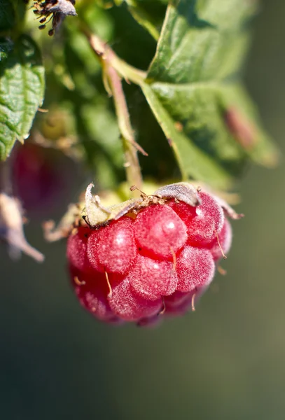 Verse, sappige frambozen op de branch op groene natuur pagina — Stockfoto