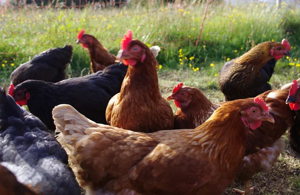 Galo e galinhas na fazenda — Fotografia de Stock