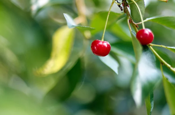 Young ripening cherries on a tree in the garden on the farm. Rip — Stock Photo, Image