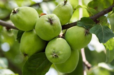 Elma bahçesinde ağaç üzerinde büyüyor. Elma dal