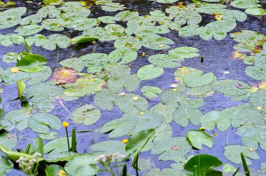 Sarı lotus ve yağmurlu yaz günü suda yaprağına