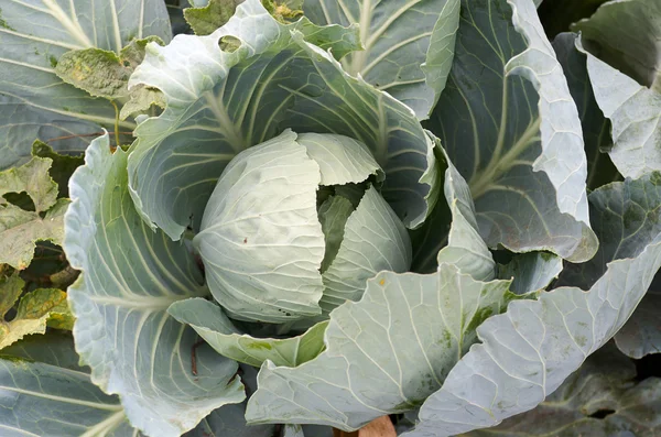 年轻的卷心菜头。特写镜头新鲜的绿色卷心菜在蔬菜糖 — 图库照片