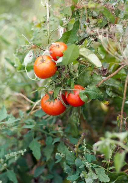 Groeiende tomaten in de tuin, close-up — Stockfoto