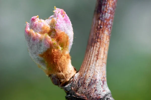 Vitis vinifera, üzüm asma Filiz. Yeni yapraklar, Bahar başında çimlenme Telifsiz Stok Imajlar