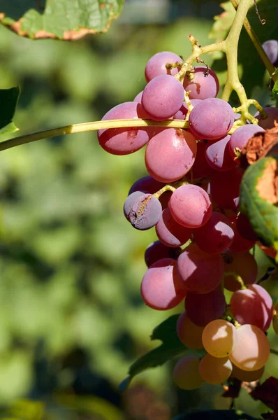 Dojrzałe winogrona w Sunny Vine Yard.Winogrona rosnące na winorośli. — Zdjęcie stockowe