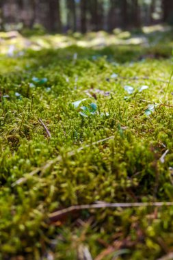 Yakın plan. İlkbaharın başlarında ormanda taze bahar yosunu. Güneşteki ilk çimen. Doğa uyanıyor. Yüksek kalite fotoğraf