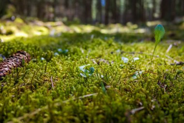 Yakın plan. İlkbaharın başlarında ormanda taze bahar yosunu. Güneşteki ilk çimen. Doğa uyanıyor. Yüksek kalite fotoğraf