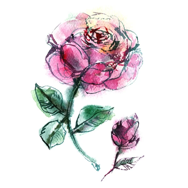 Two pink roses on white background, flowers, bud, petals, watercolor sketch — Stock Photo, Image