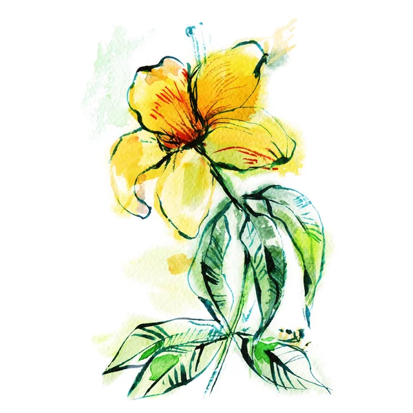 Fleur jaune, branche, croquis aquarelle sur fond blanc — Photo