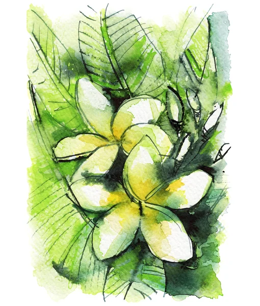 Yeşil yaprakları ile iki sarı beyaz plumeria, suluboya kroki — Stok fotoğraf