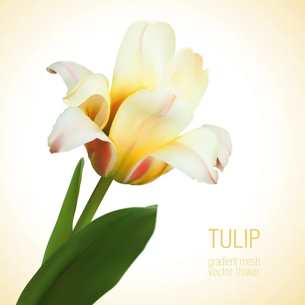 Een gele wit bloeide tulip op een beige achtergrond, vectorillustratie — Stockvector