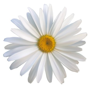 isolated daisy flower close-up on a white background, vector illustration clipart