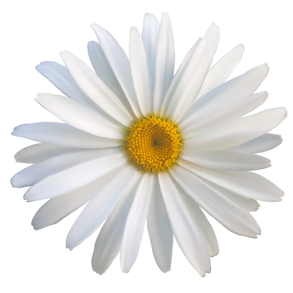 Isolado flor margarida close-up em um fundo branco, ilustração vetorial — Vetor de Stock