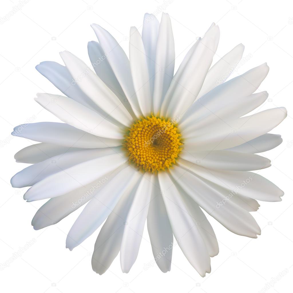 isolated daisy flower close-up on a white background, vector illustration