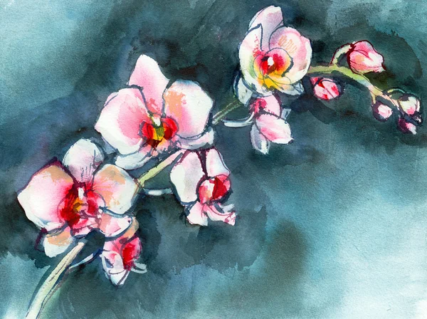 Gren av vit-rosa orkidéer på en blå bakgrund, akvarell målning — Stockfoto