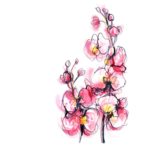 Kaksi vaaleanpunaisen orkidean haaraa valkoisella taustalla — kuvapankkivalokuva