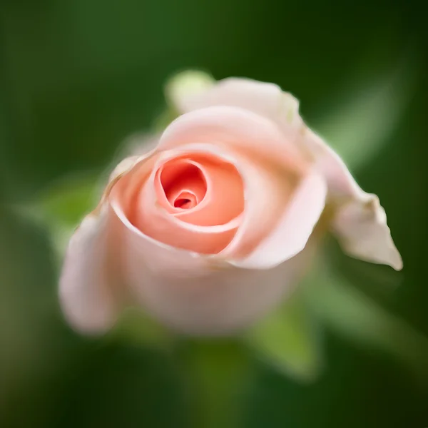 Rose rose bourgeon rose gros plan sur fond vert, illustration vectorielle — Image vectorielle