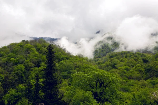 mountain green forest with clouds in the sky