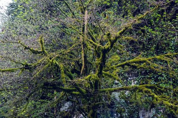 crown of the tree in moss