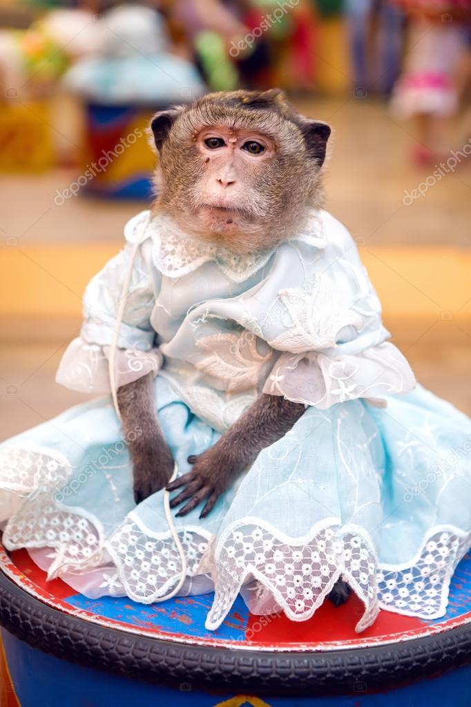 ᐈ Красивая обезьяна фото, фотографии обезьяна в платье | скачать на  Depositphotos®