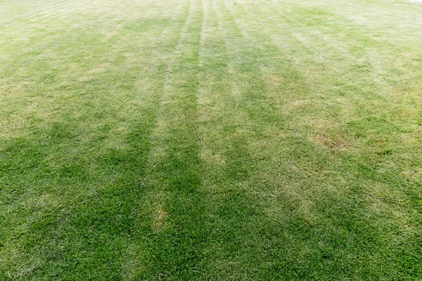 Cut lawn background