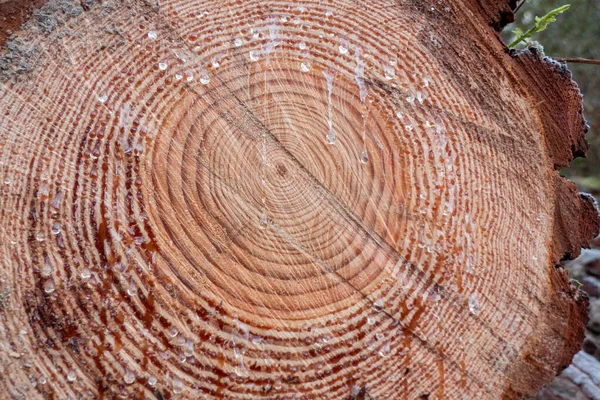Bir çam ağacının gövdesinin kesitinde eş merkezli büyüme halkaları ve kristal reçine damlaları görülüyor.