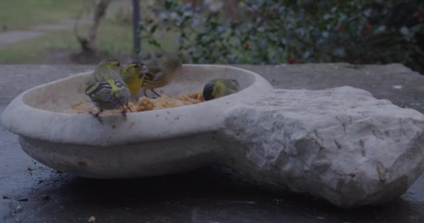 Gli uccelli stanno mangiando — Video Stock