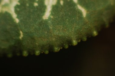 yeşil bitki yaprağı