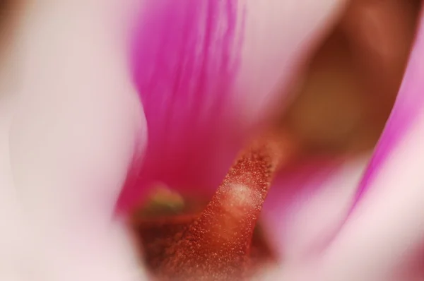 Primo piano di fiore colorato — Foto Stock