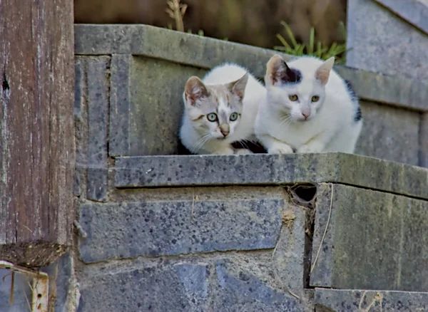 Çiftlik evinin merdivenlerinde bir çift kedi yavrusu, taş dokusu ve huzurlu atmosferle harmanlanmış..