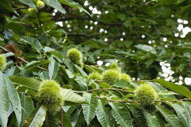 An unripe chestnut enclosed in its green spiny husk, hanging from the tree branch and showing sharp textures under natural light.