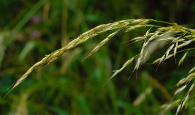 Pirinç paniğinin yakın çekimi, pirinç bitkisinin çiçek açan kısmı. Doğal ışıkla sakin bir sahne..