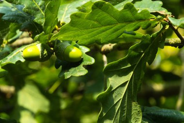 Yeşil yapraklarla çevrili meşe dalında yetişen birkaç meşe palamudu açık havada gün ışığında doğal dokuları ve şekilleri gösteriyor..