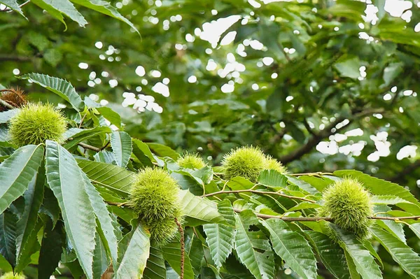 Dikenli yeşil kabuğuna sarılı genç bir kestane, gün ışığında etrafını yapraklarla çevrili bir dalda sallanıyor..