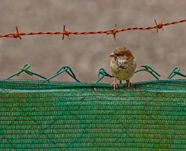 Bir serçe tel bir çitin üzerinde sakince dinleniyor, arka planda yeşil bahçe bitkileri, doğada huzurlu bir anı yakalıyor..